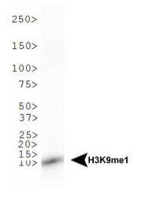 Western Blot: Histone H3 [Monomethyl Lys9] AntibodyBSA Free [NB21-1071]